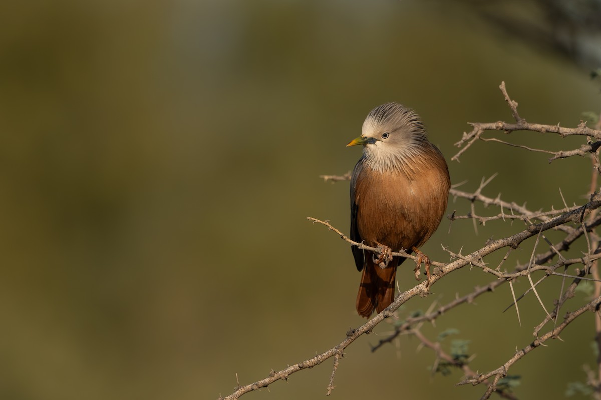 gråhodestær - ML647298459