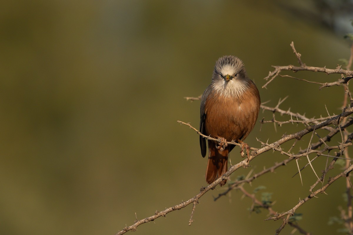 gråhodestær - ML647298460