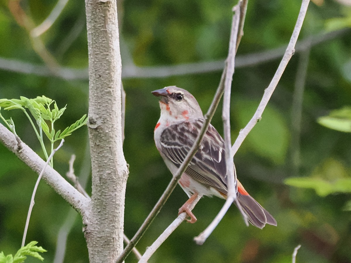 Red Fody - ML647298468