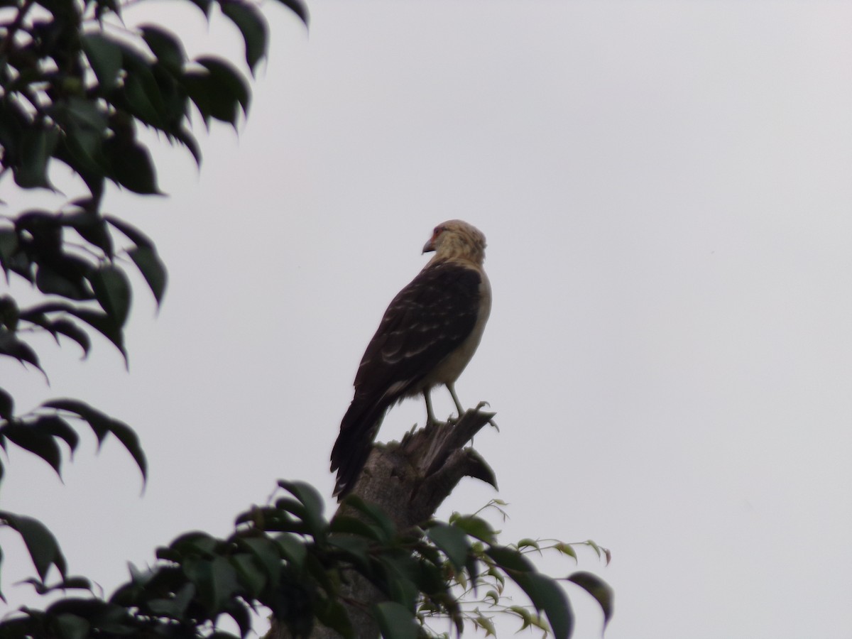 Yellow-headed Caracara - ML647298508