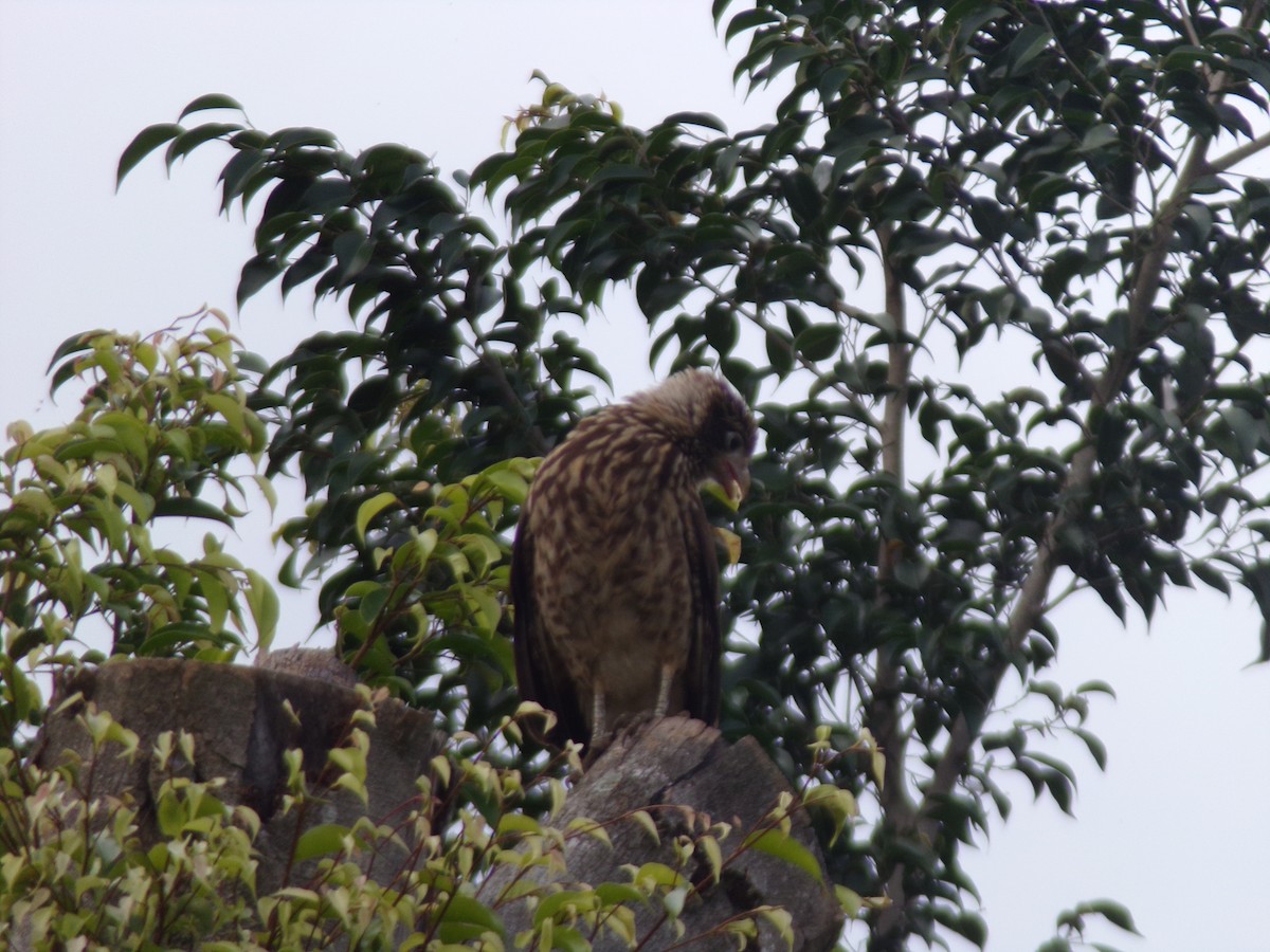 Yellow-headed Caracara - ML647298509