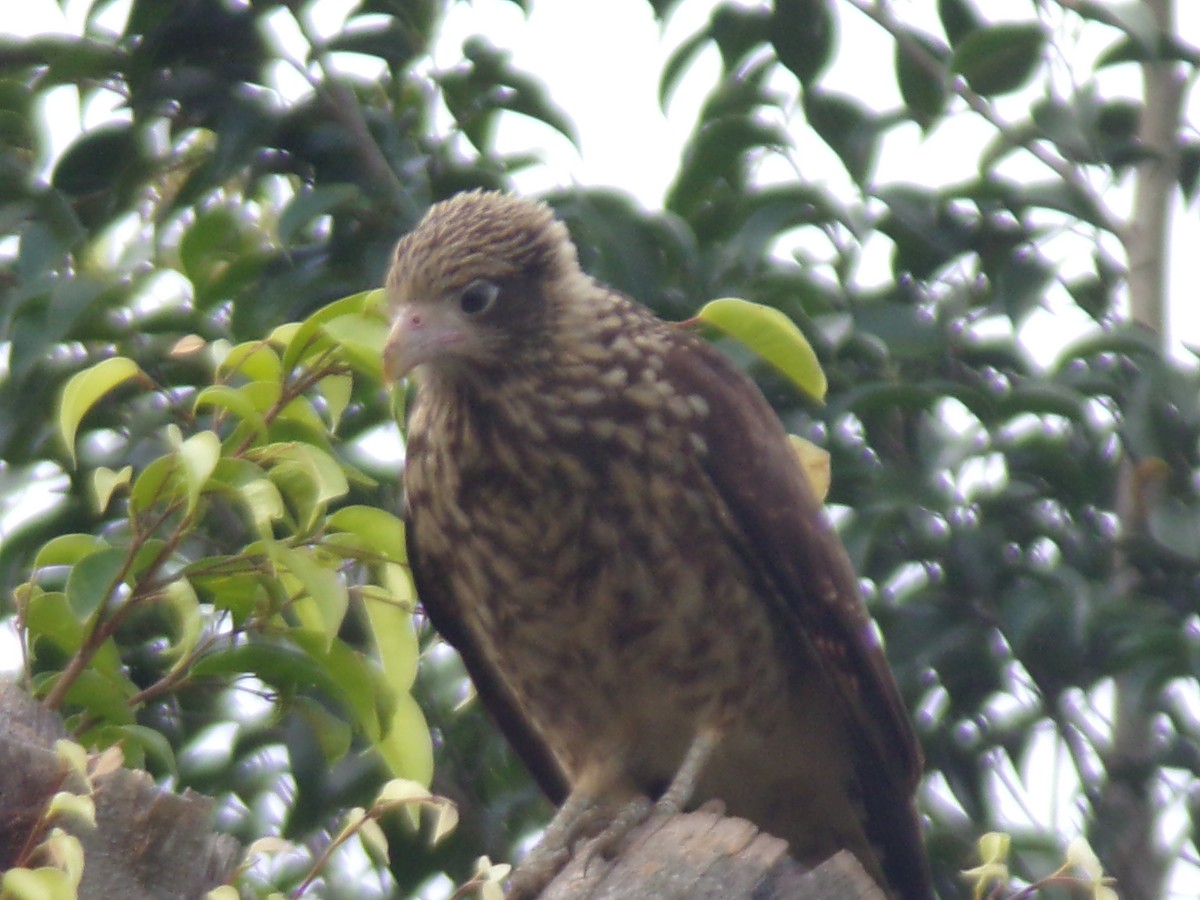 Yellow-headed Caracara - ML647298510