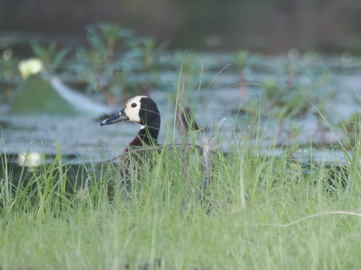 husička vdovka - ML647298511