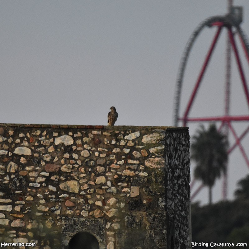 Eurasian Goshawk - ML647298515