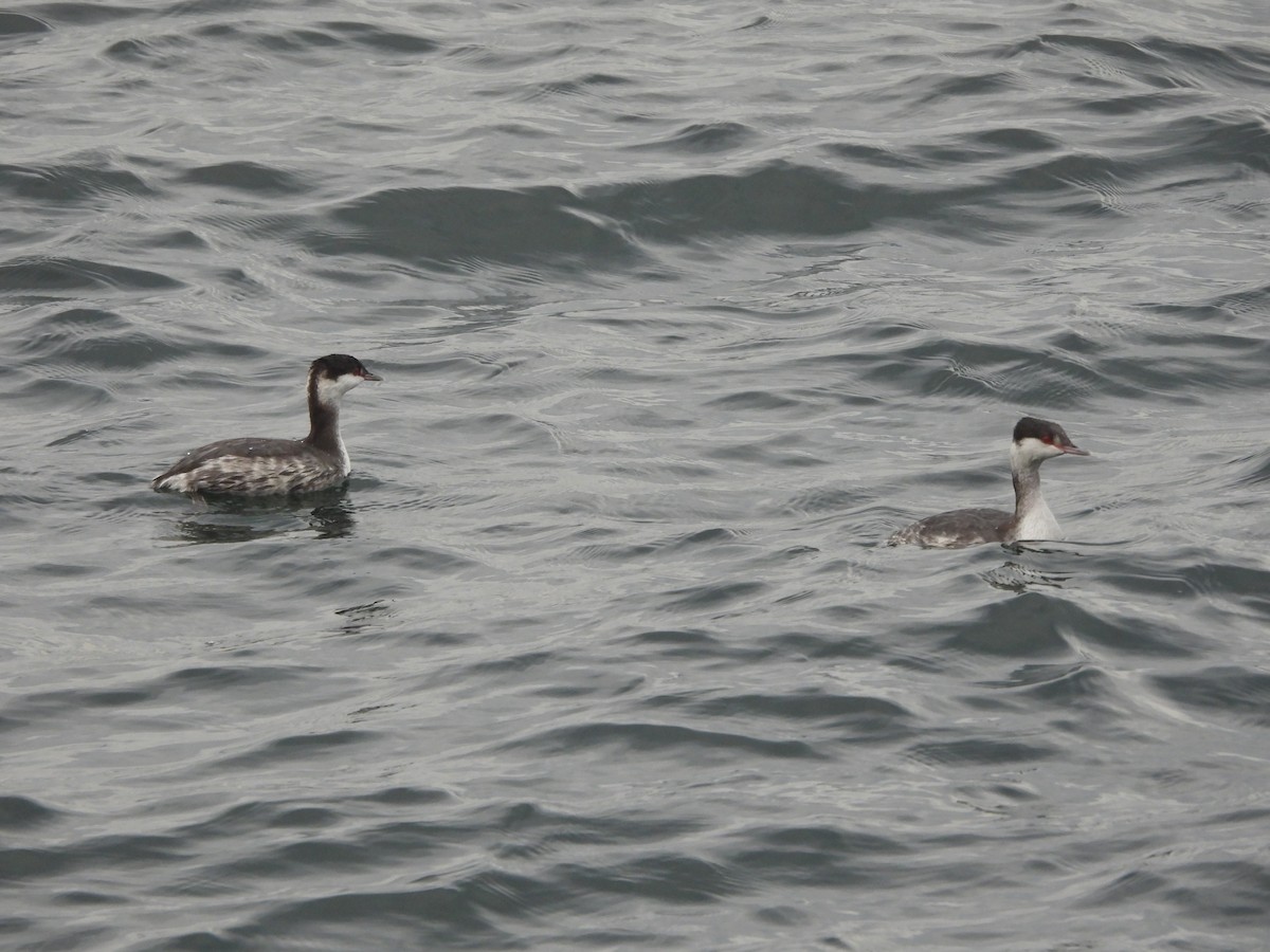 Horned Grebe - ML647298530