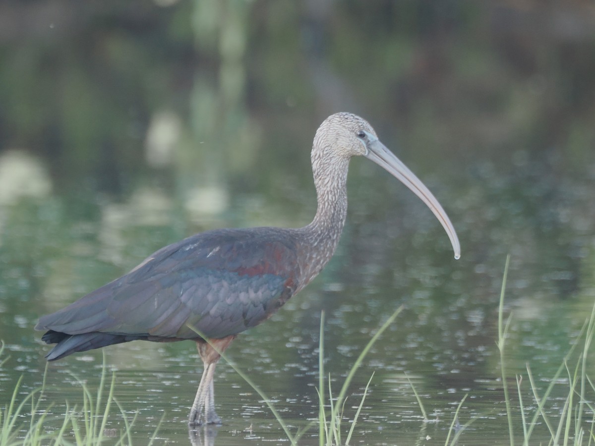 ibis hnědý - ML647298550