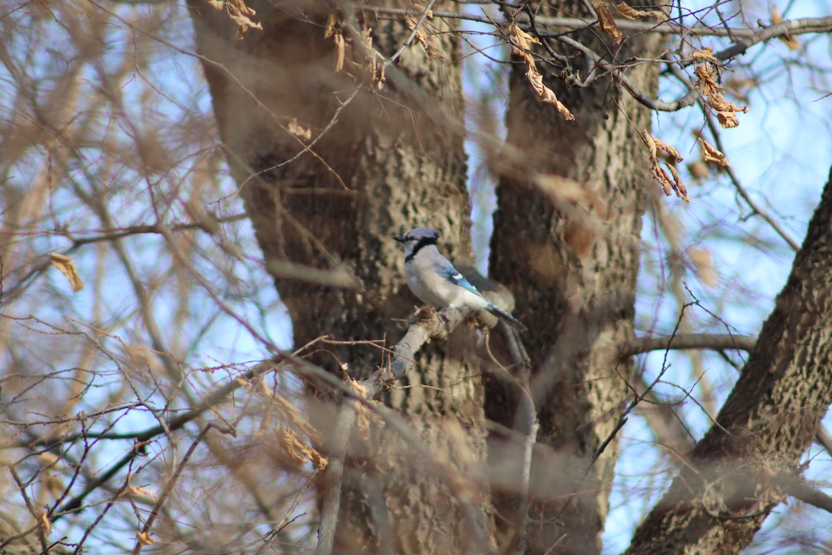 Blue Jay - ML647298561
