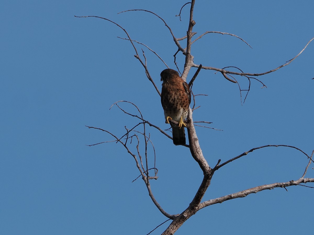 Malagasy Kestrel - ML647298569