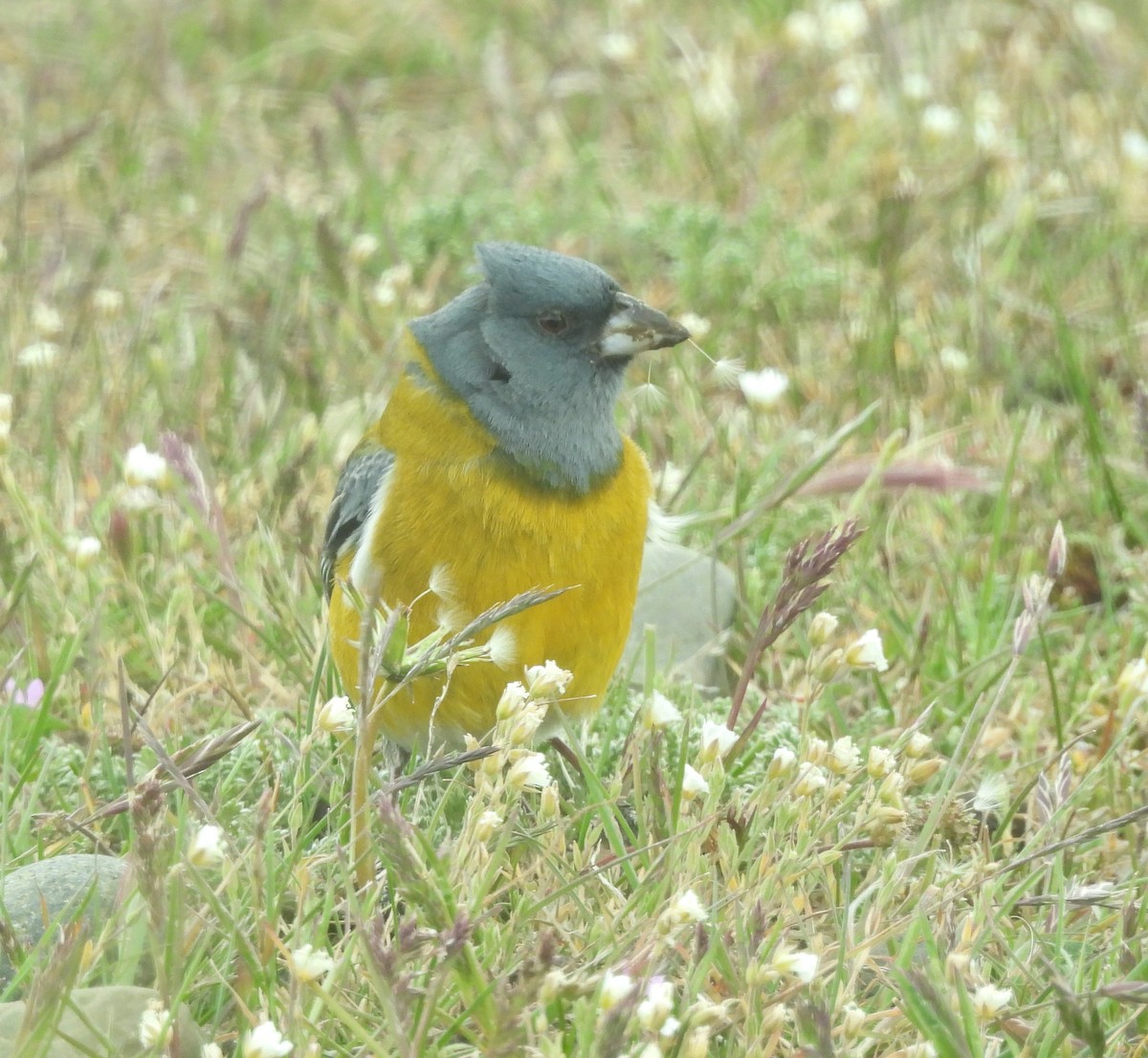 Gray-hooded Sierra Finch - ML647298616