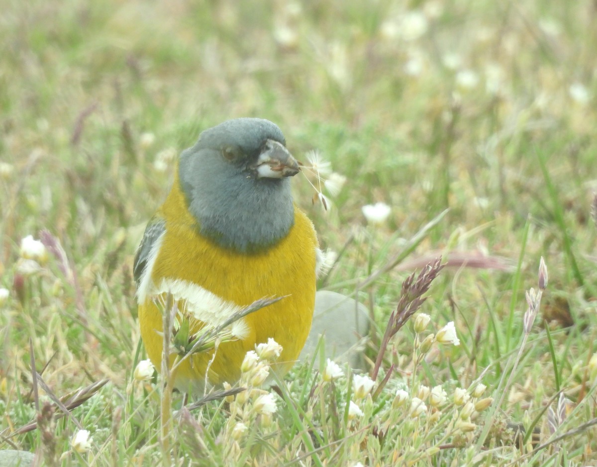 Gray-hooded Sierra Finch - ML647298617