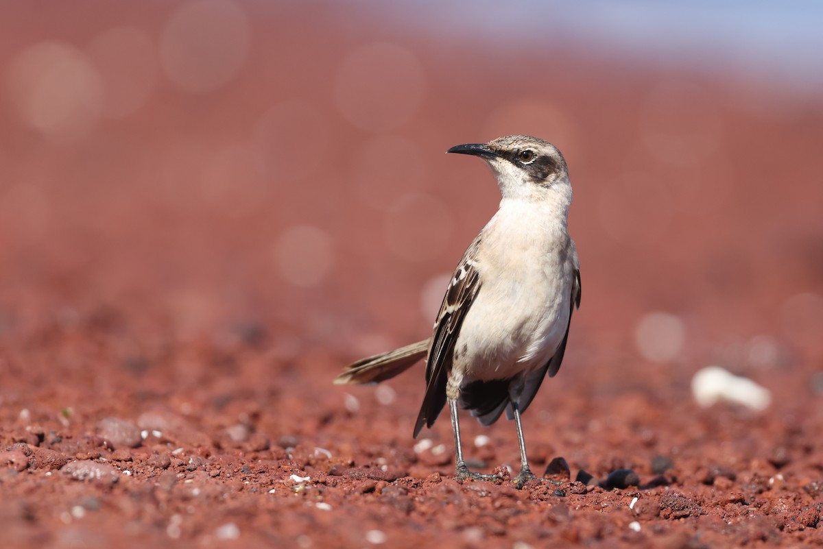 Galapagos Mockingbird - ML647298626