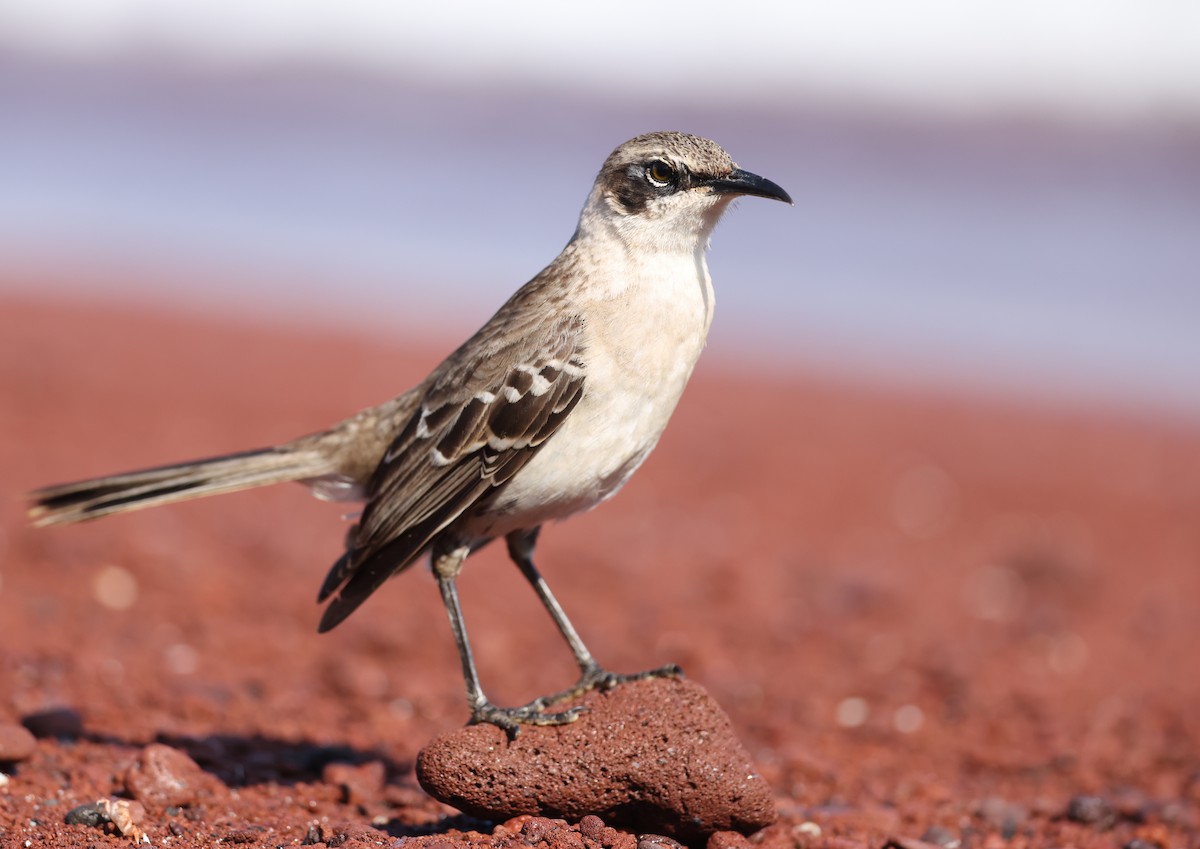 Galapagos Mockingbird - ML647298627