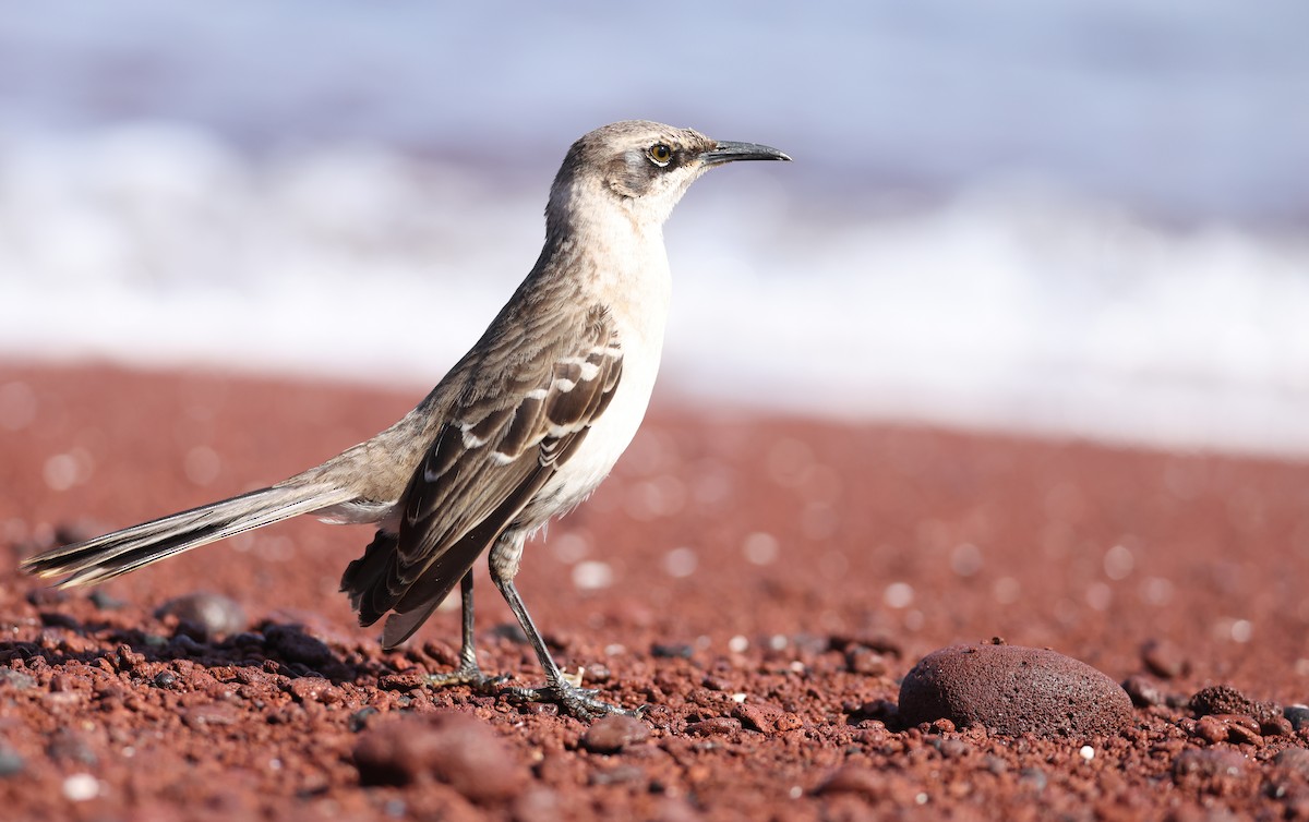 Galapagos Mockingbird - ML647298628