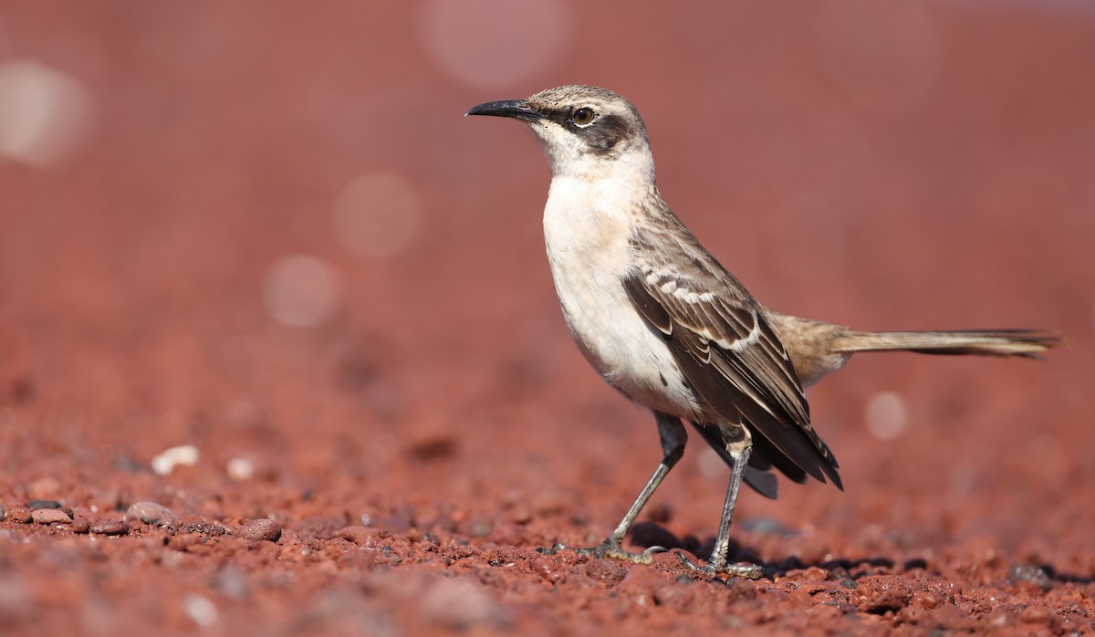 Galapagos Mockingbird - ML647298629