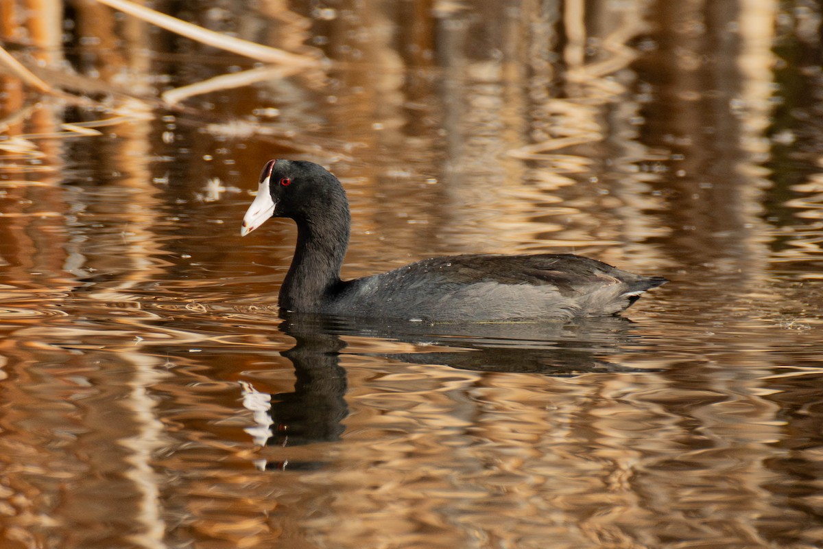 American Coot - ML647298632