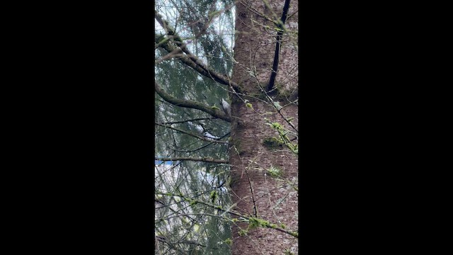 Agateador Americano - ML647298639