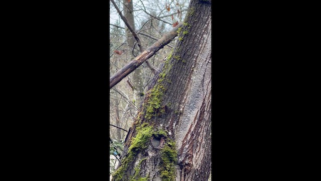 Agateador Americano - ML647298642