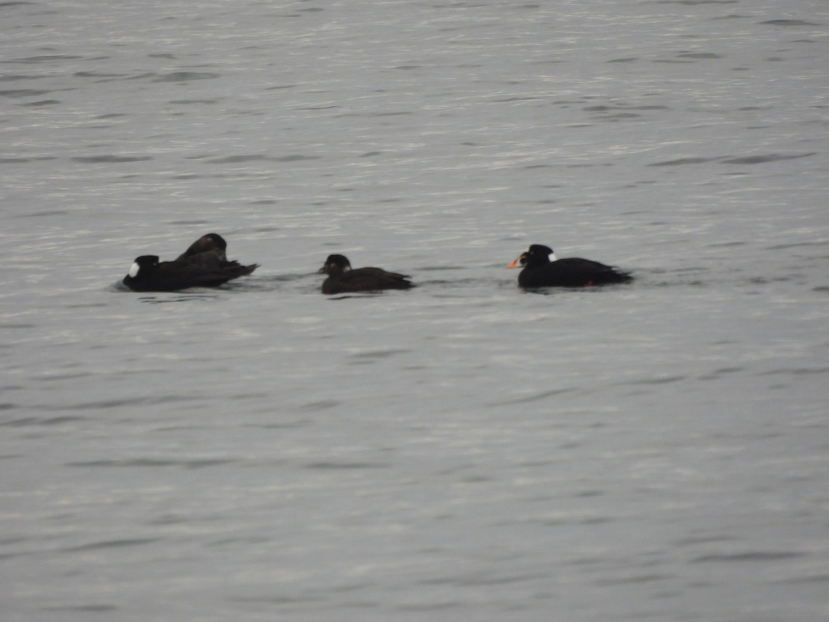 Surf Scoter - ML647298650