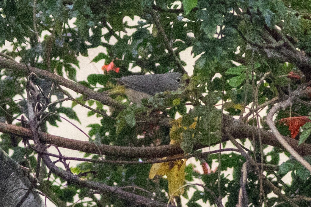 Virginia's Warbler - ML647298657