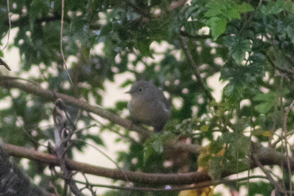 Virginia's Warbler - ML647298658