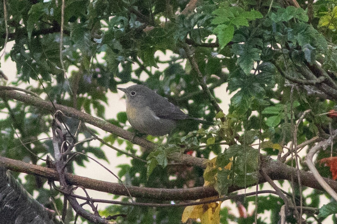 Virginia's Warbler - ML647298659