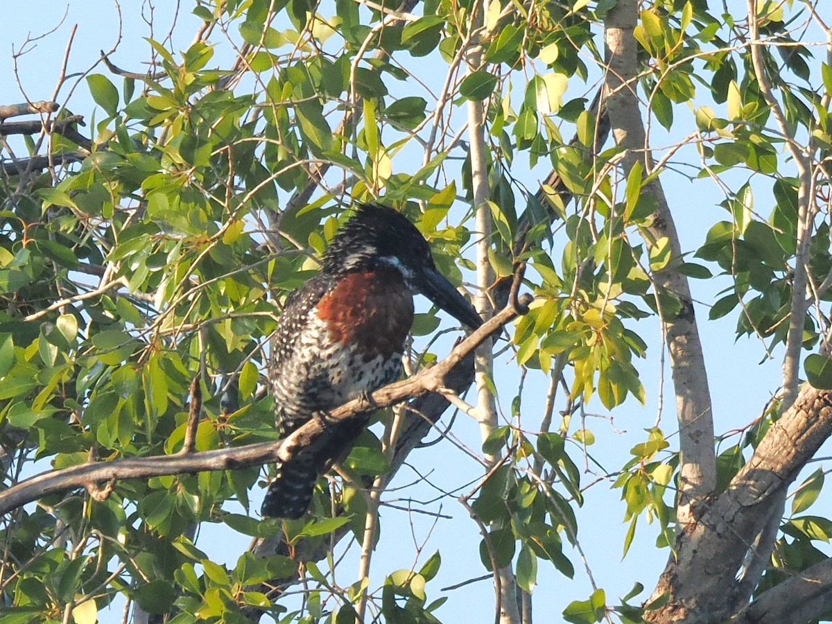 rybařík velký - ML647298664