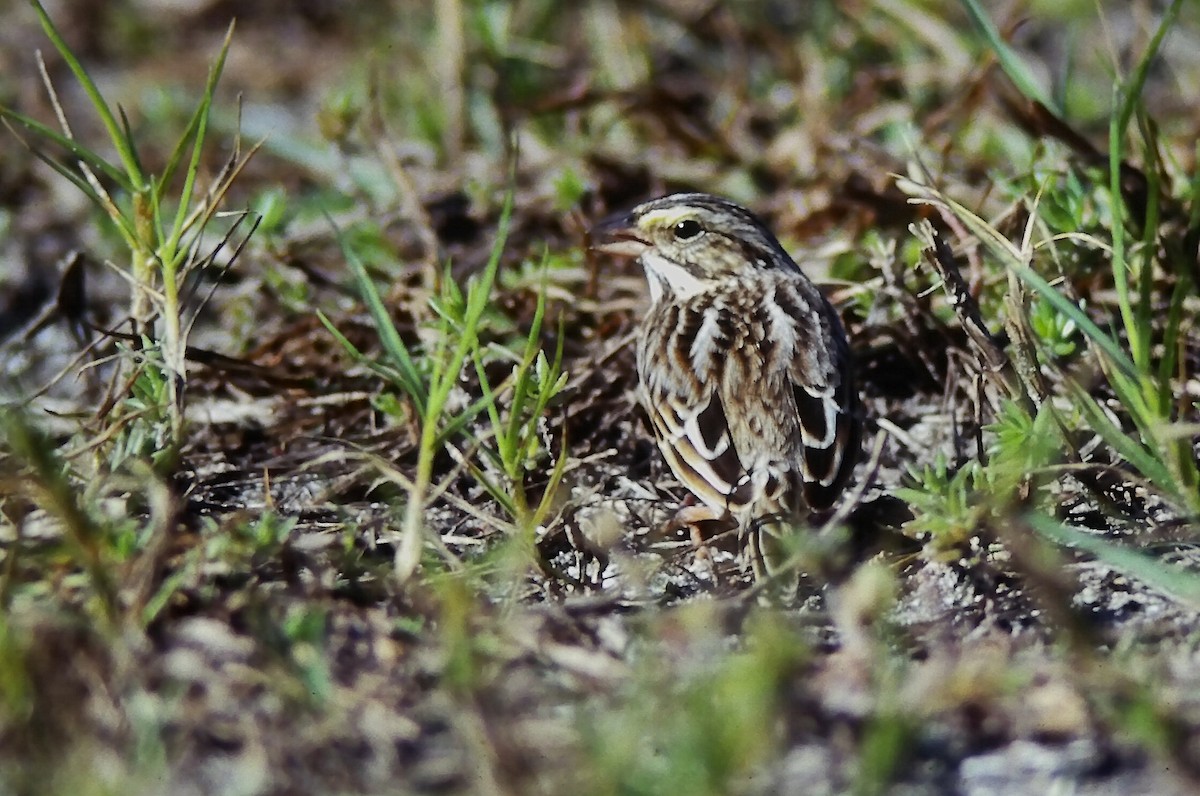 Savannah Sparrow (Savannah) - ML647298668