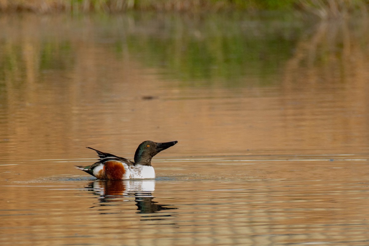 Northern Shoveler - ML647298670