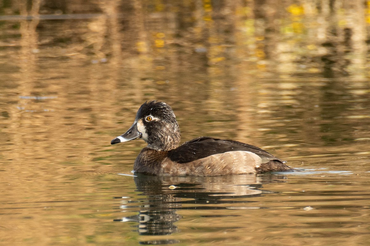 Ring-necked Duck - ML647298676