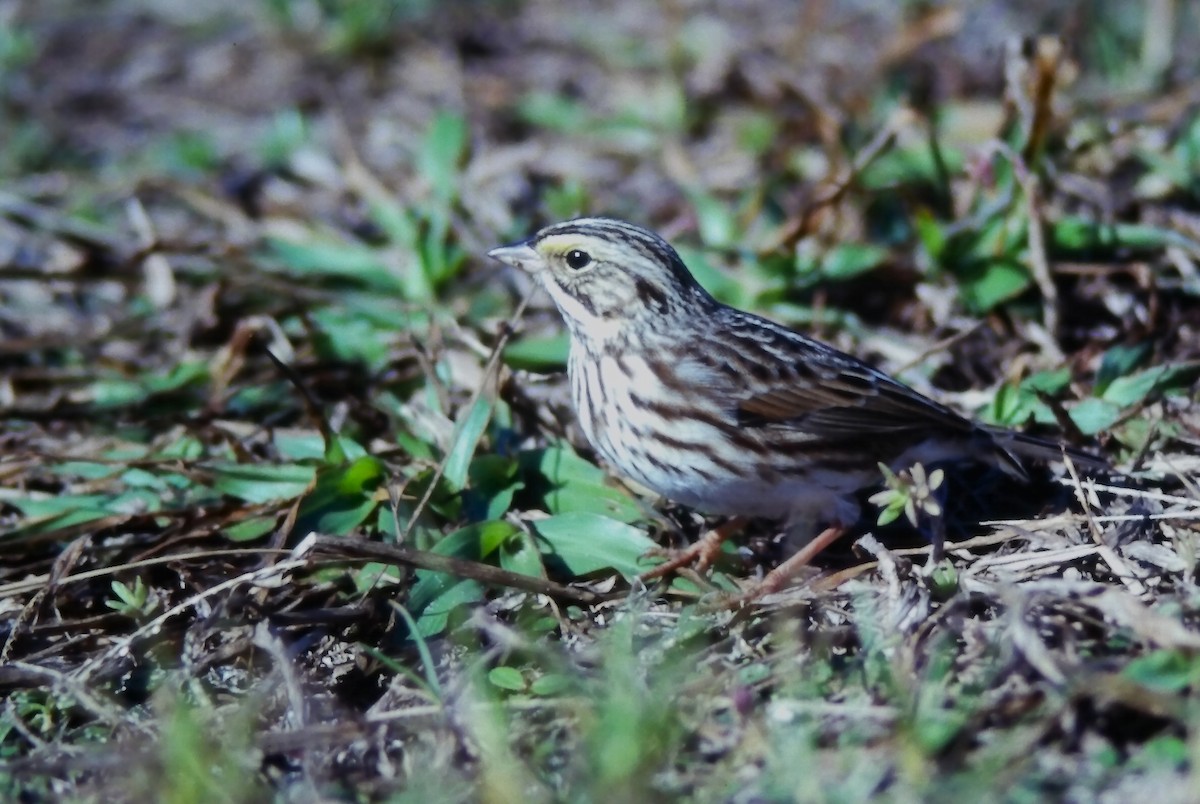 Savannah Sparrow (Savannah) - ML647298678
