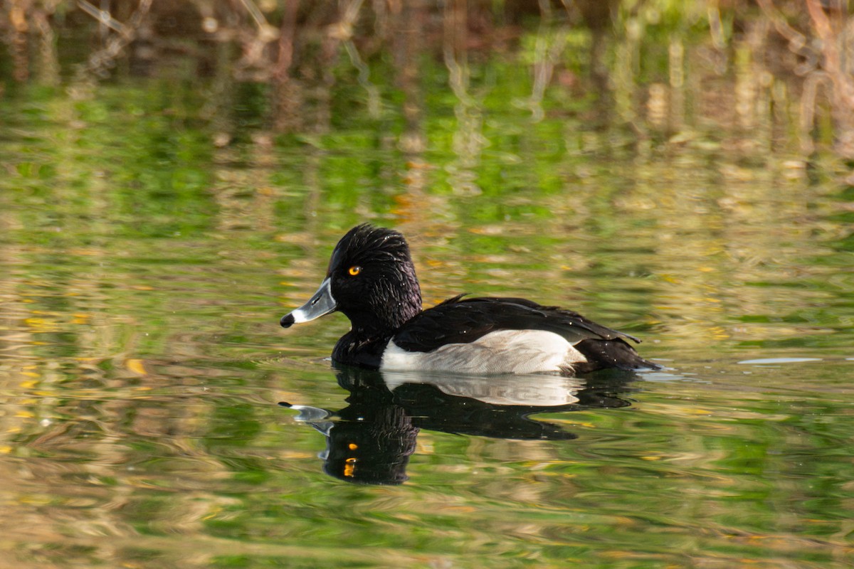 Ring-necked Duck - ML647298682
