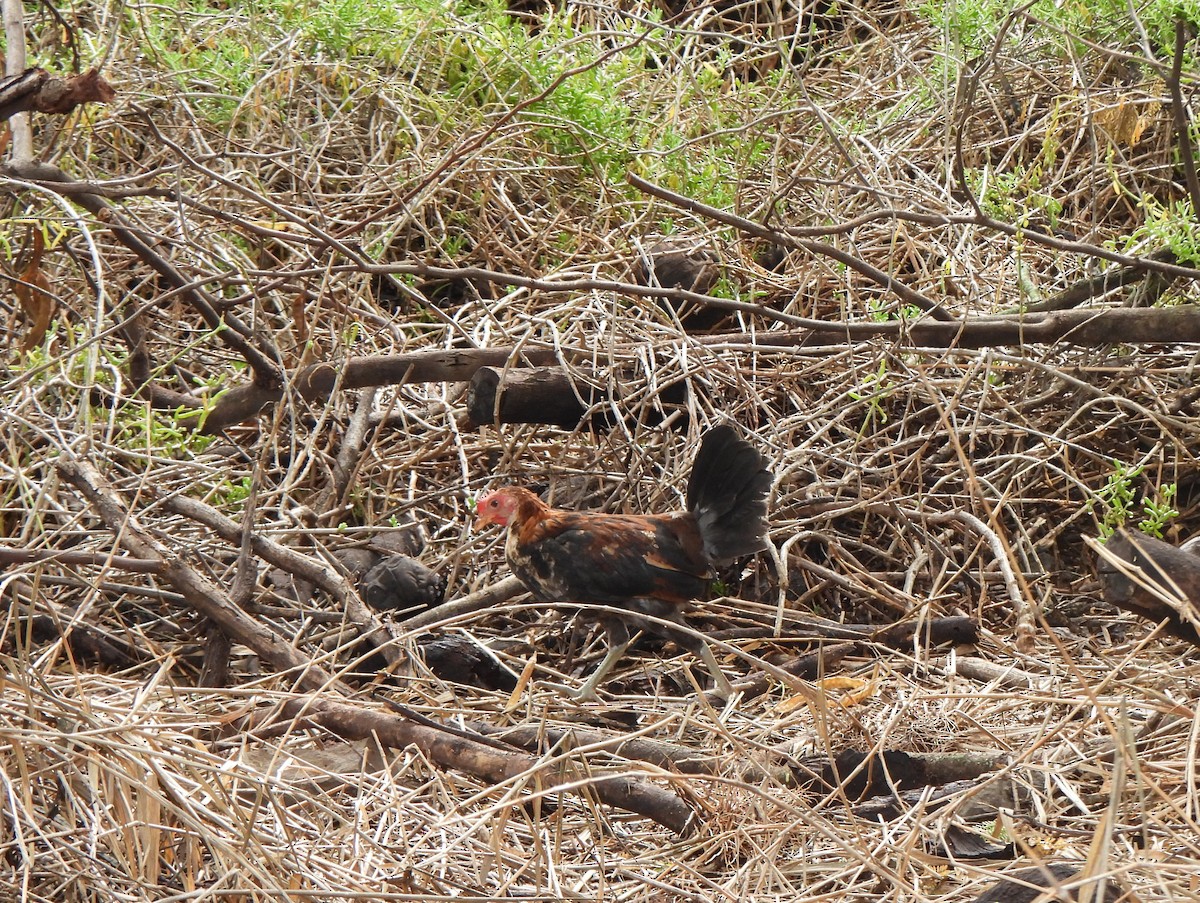 Red Junglefowl (Domestic type) - ML647298688