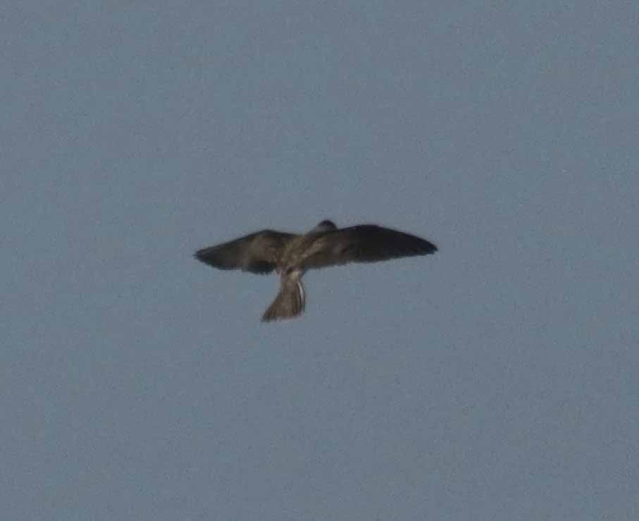 tøyleterne - ML647298689