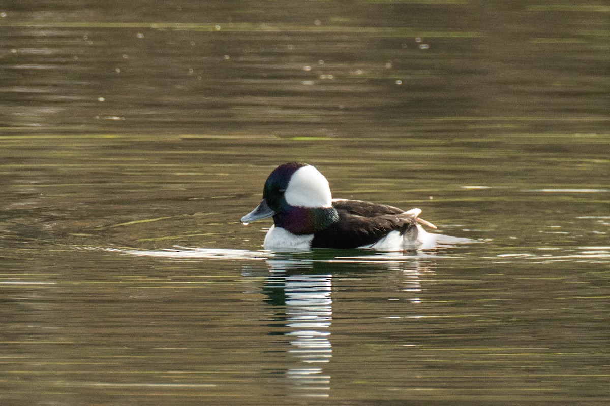 Bufflehead - ML647298691