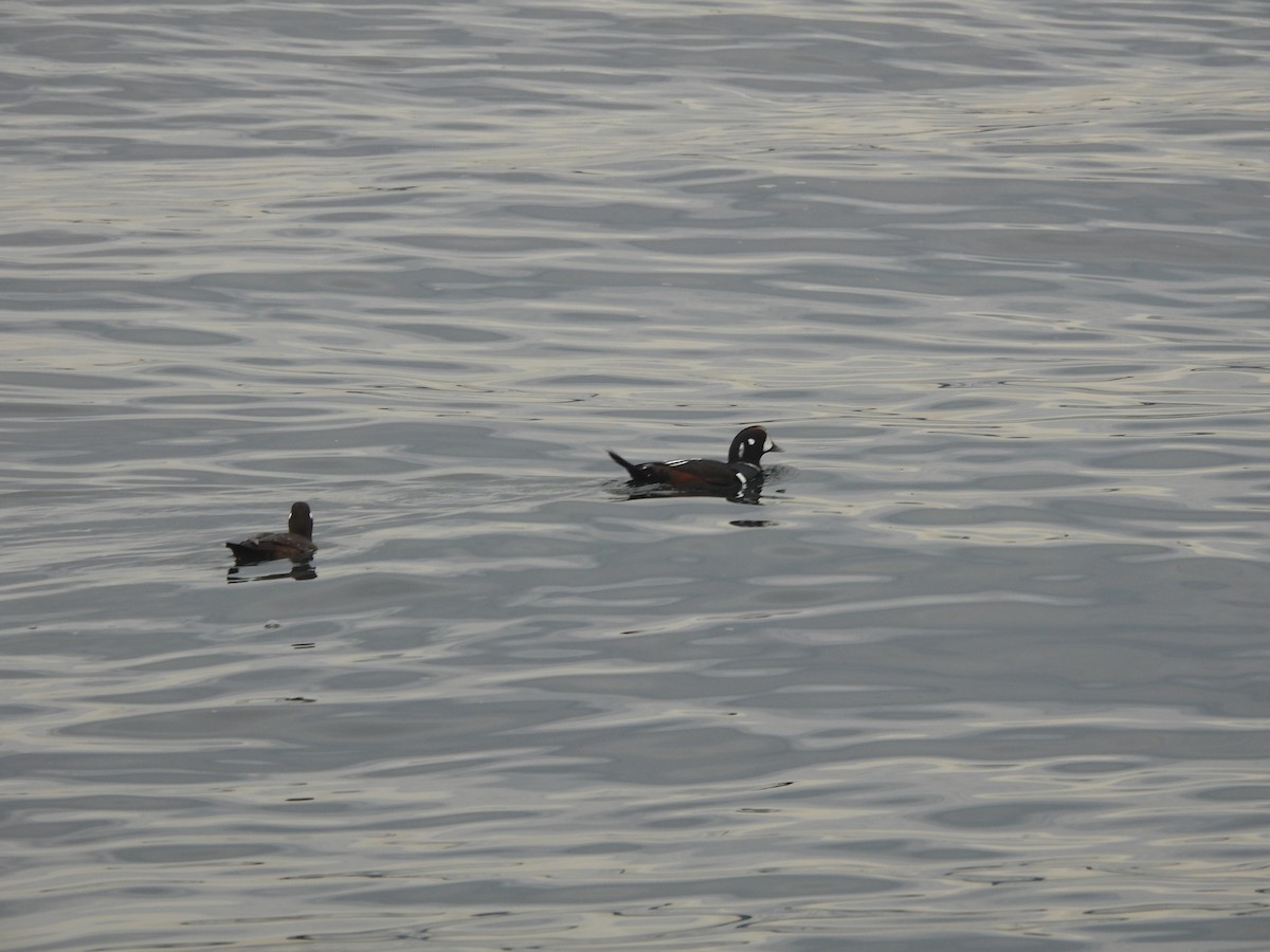 Harlequin Duck - ML647298698