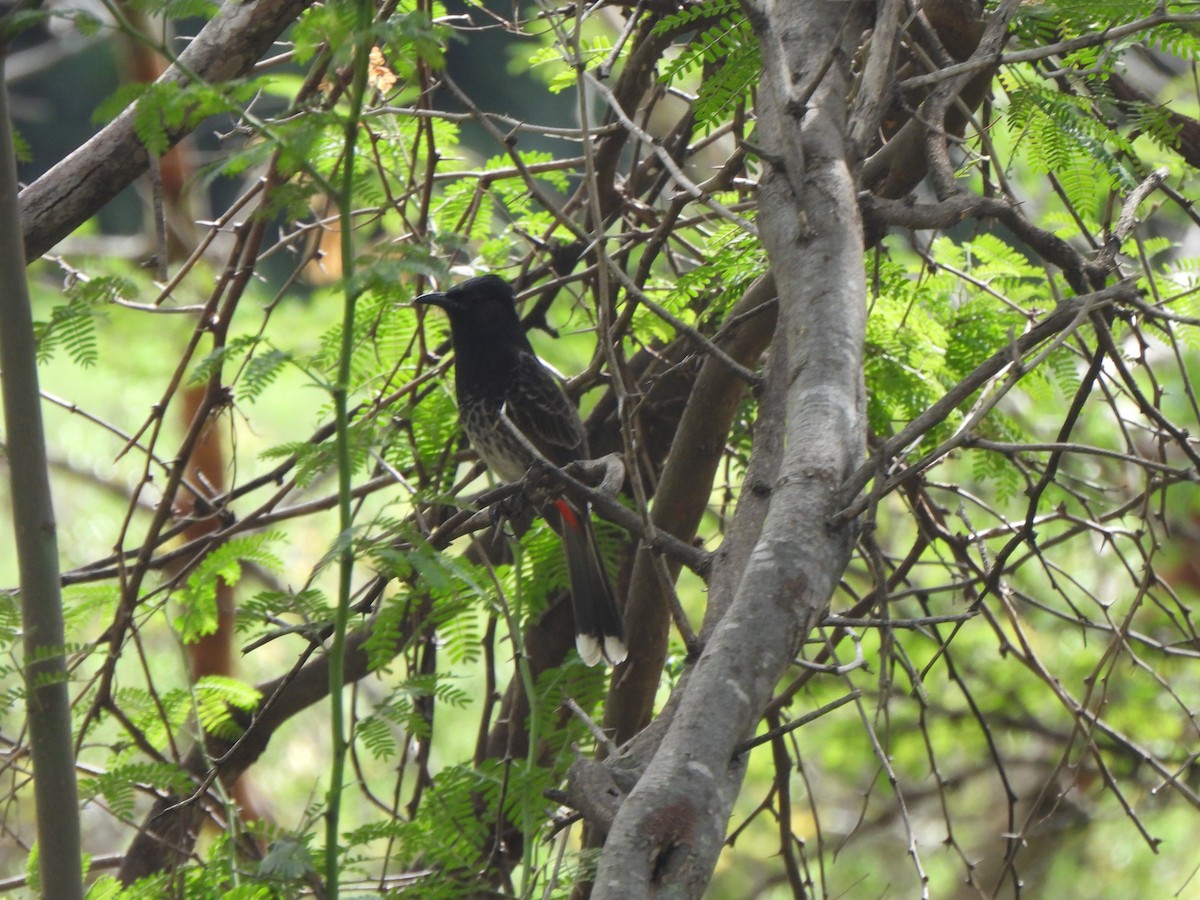 Red-vented Bulbul - ML647298708