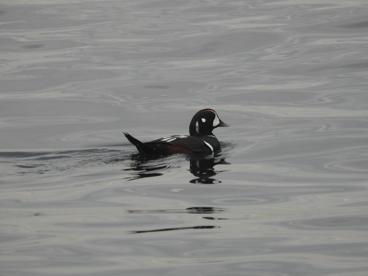 Harlequin Duck - ML647298709