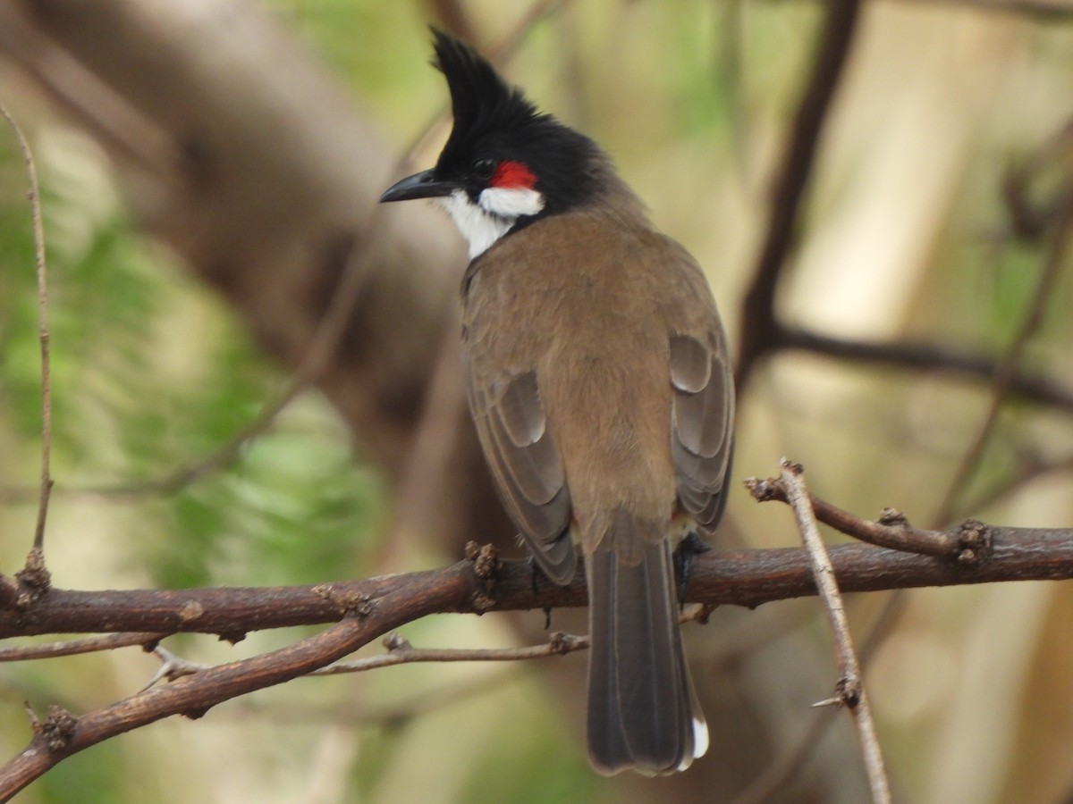 Red-whiskered Bulbul - ML647298711