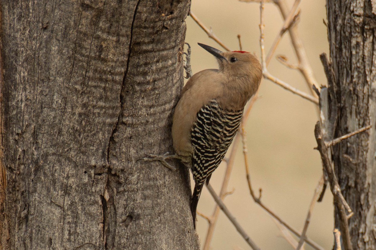 Gila Woodpecker - ML647298714