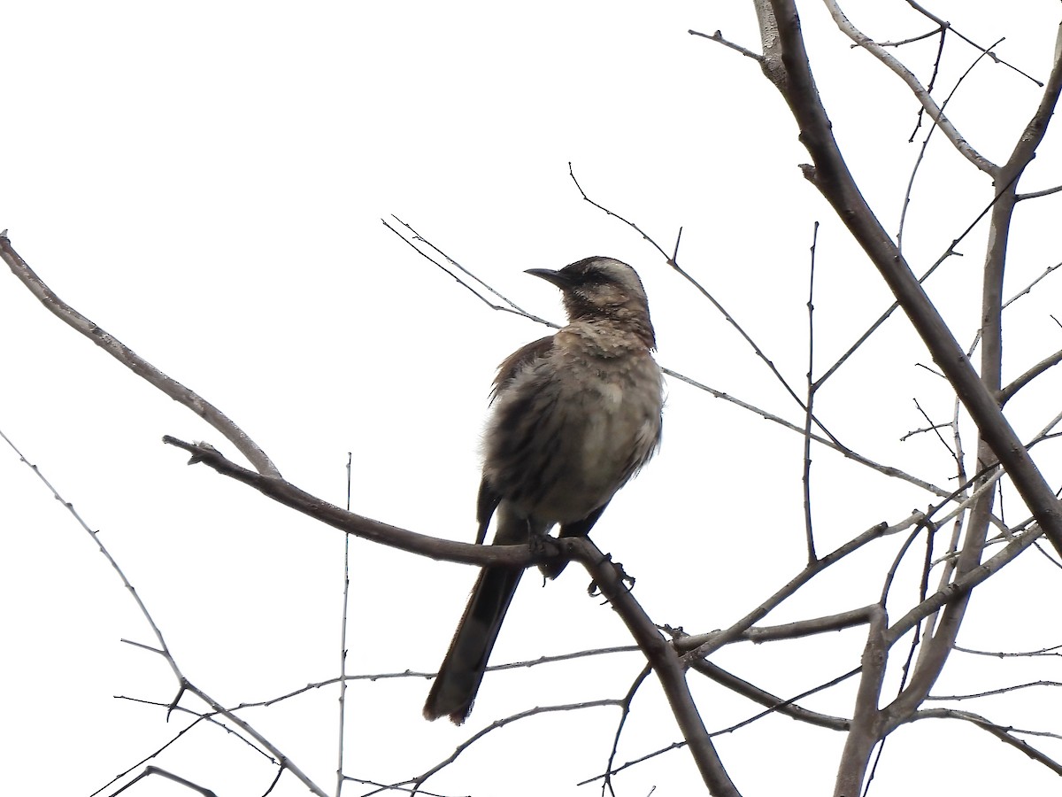 Chilean Mockingbird - ML647298722