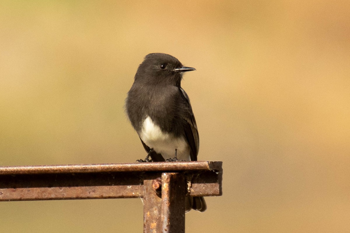 Black Phoebe - ML647298724