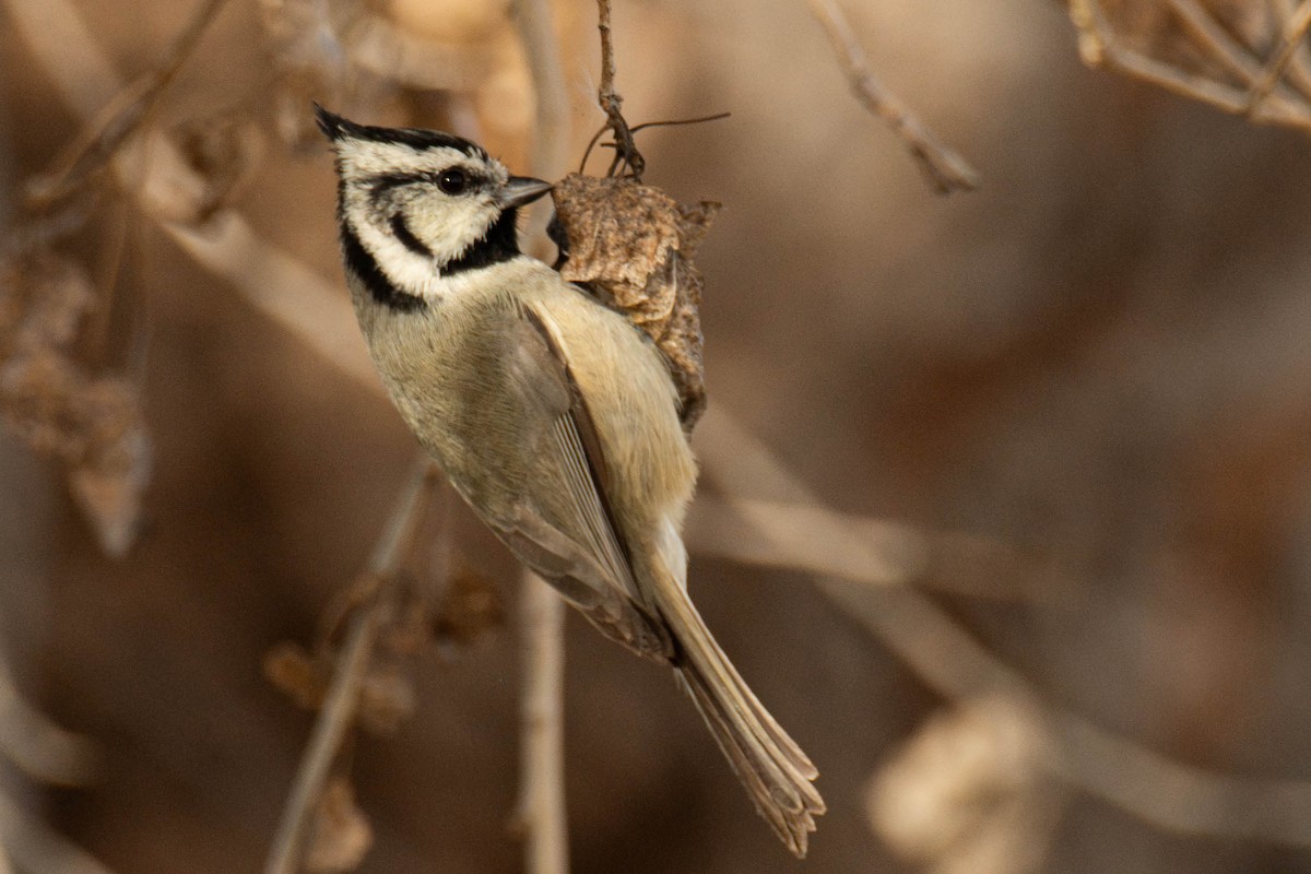 Bridled Titmouse - ML647298730