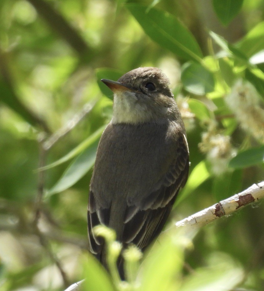 Pioui de l'Ouest - ML647298731
