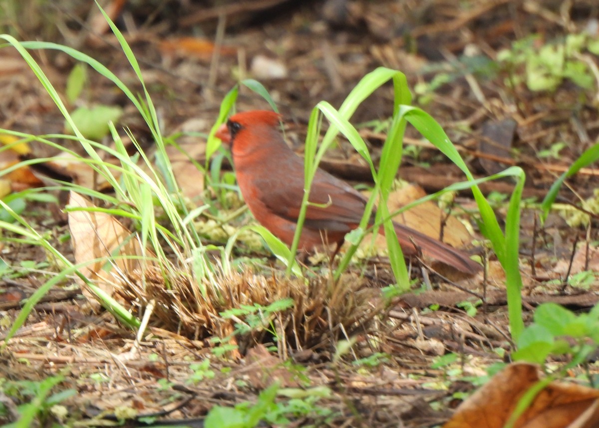 Northern Cardinal - ML647298732
