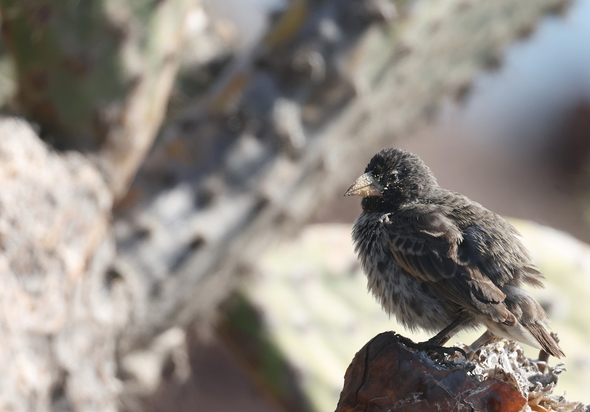 Kaktusgrundfink - ML647298735