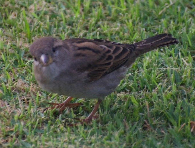 House Sparrow - ML647298737