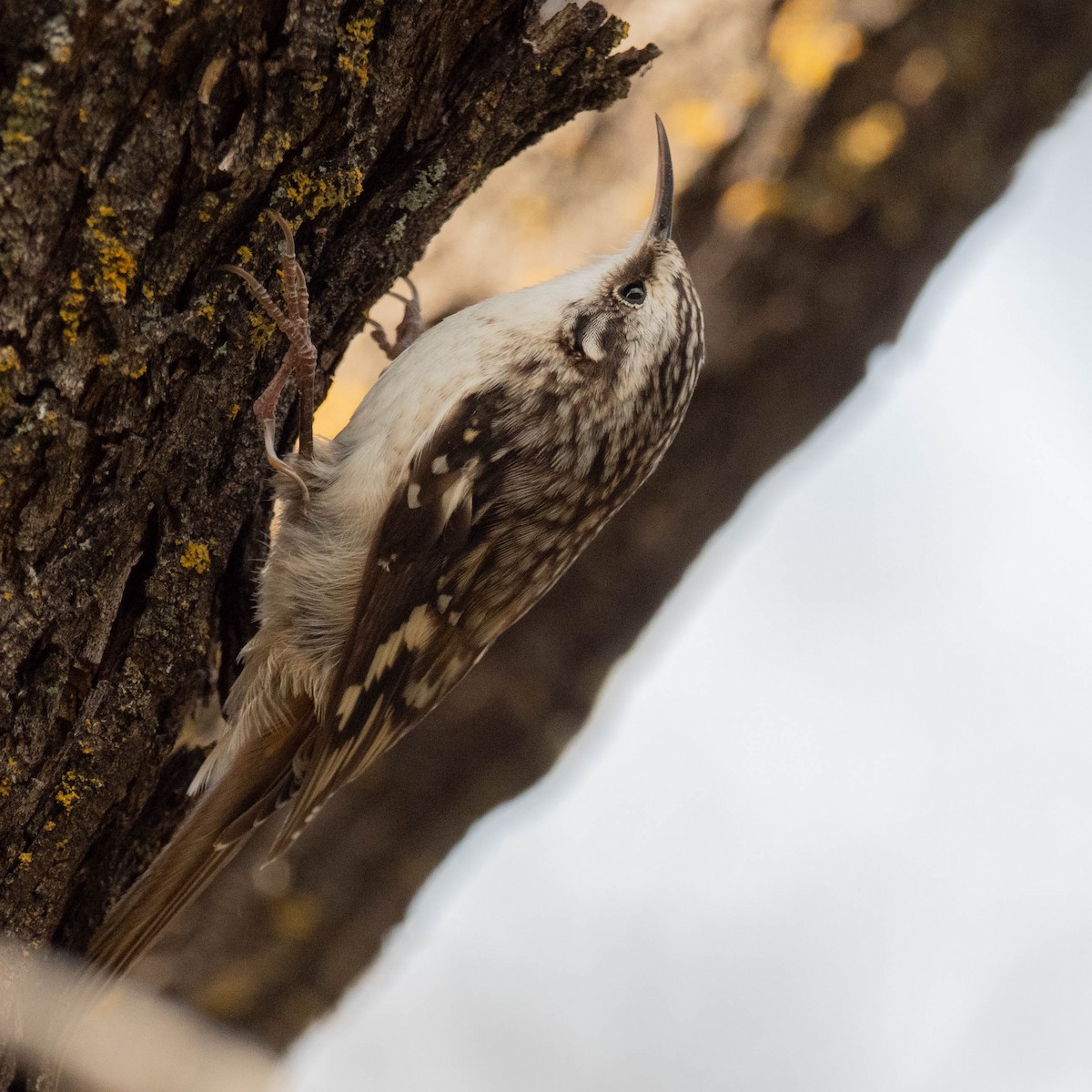 Brown Creeper - ML647298738