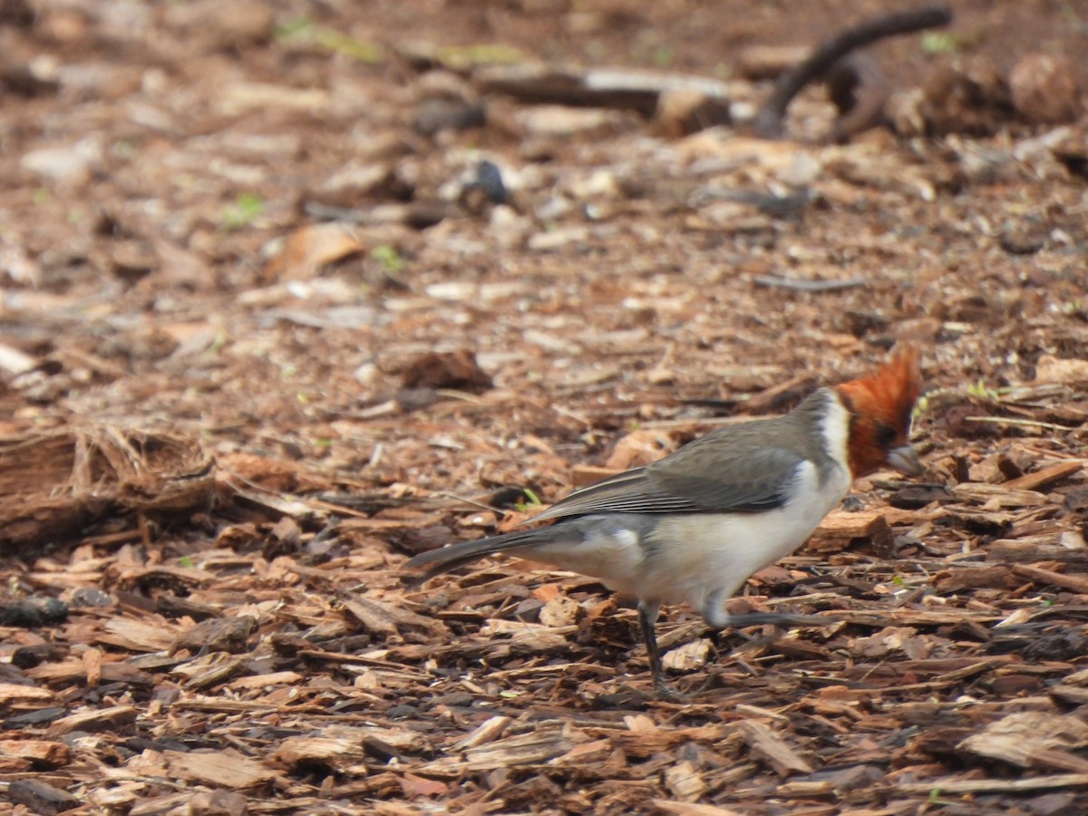 Red-crested Cardinal - ML647298742