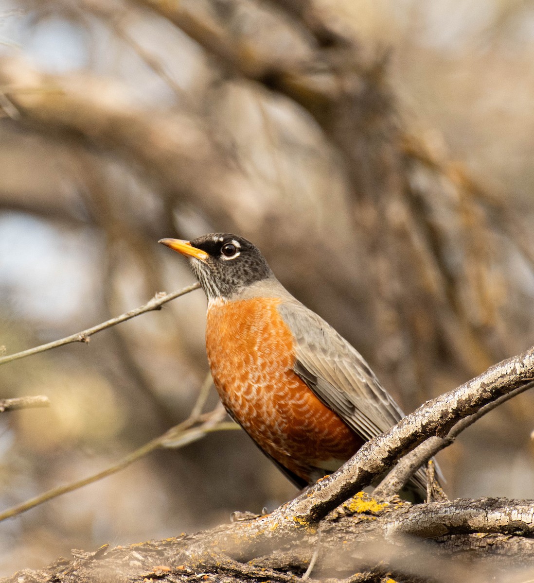 American Robin - ML647298744