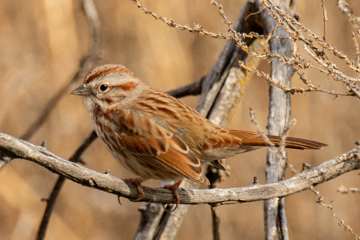 Song Sparrow - ML647298749